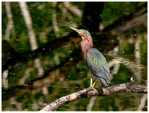 Green Heron. Winter, Audubon Corkscrew Swamp Sanctuary. Everglades. Near Naples Florida