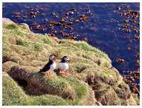 Puffins, Borgarfjörður Eystri, Iceland