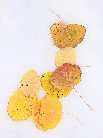 Aspen Leaves on Snow, Autumn, Near Telluride, Colorado