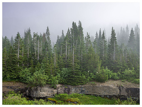 Evergreen Trees in Fog, Summer, Glacier NP, Montana