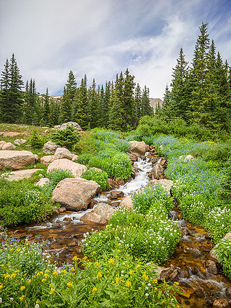 Stream and Wildflowers, Summer, Indian Peaks Wilderness, Colorado