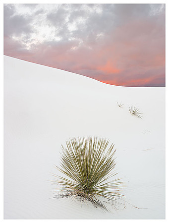 Yucca Sunset, Summer, White Sands NM, New Mexico