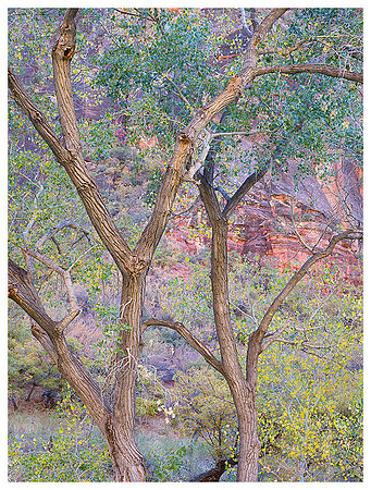 Cottonwood Trees, Autumn, Zion NP, Utah