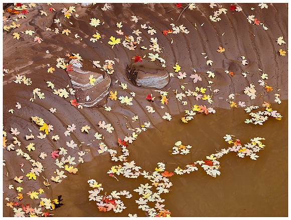 Mud and Fallen Leaves, Autumn, Zion NP, Utah