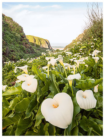 Big Sur Calla Lilies, Spring, Garrapata SP, California