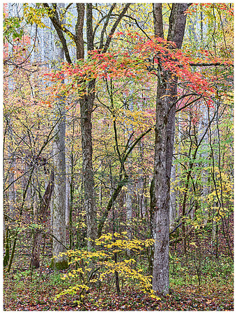 Maple Tree and Dogwoods, Autumn, Great Smoky Mountains NP, North Carolina
