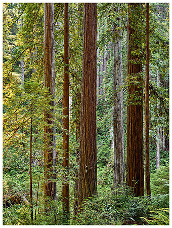 Side lit Redwoods, Summer, Prairie Creek Redwoods SP, California