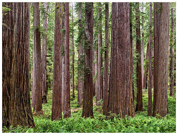 Redwood Forest with Ferns, Summer, Jedediah Smith SP, California