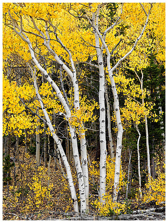 Aspens, Autumn, Brainard Lake, Colorado