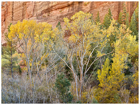 Cottonwoods and Sandstone Wall, Autumn, Kolob Canyon, Zion NP, Utah