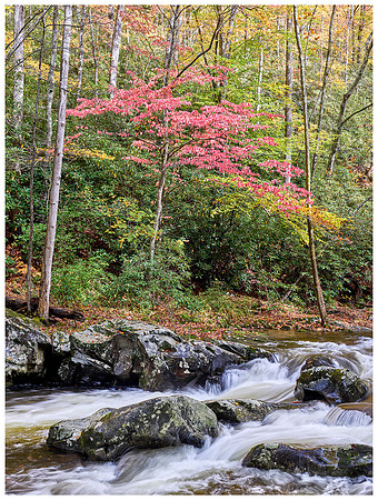 Maple Tree and River, Autumn, Great Smoky Mountains, NP, Tennessee