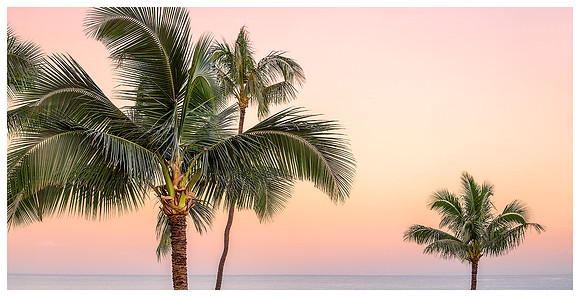 Palm Trees, Sunset, Maui, Hawaii