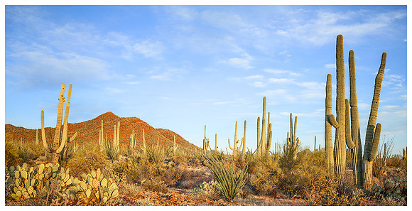 Desert, Sunset, Spring, Saguaro NP, Arizona