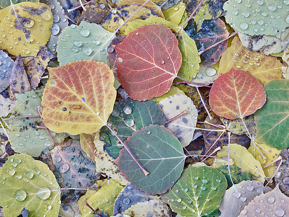 Colorful Aspen Leaves