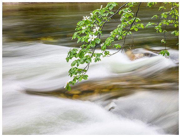 Dogwood Blossoms and River, Spring, Yosemite NP, California