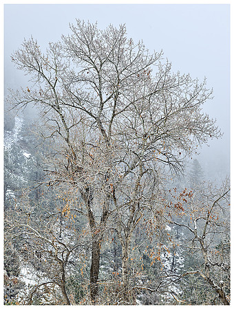 Cottonwood Trees in Fog, Winter, Eldorado Canyon, Colorado