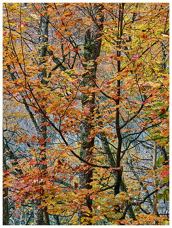 Red and Yellow Maples, Autumn, Great Smoky Mountains NP, Tennessee