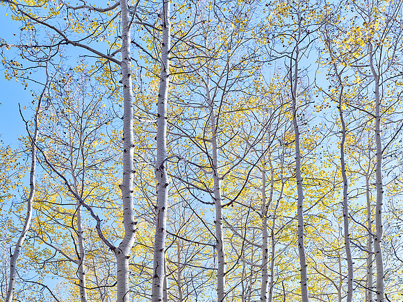 Aspens and Sky, Autumn, Kebler Pass, CO