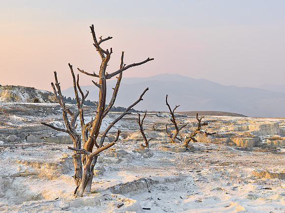 Juniper Trees Mammoth Hot Springs, Yellowstone NP