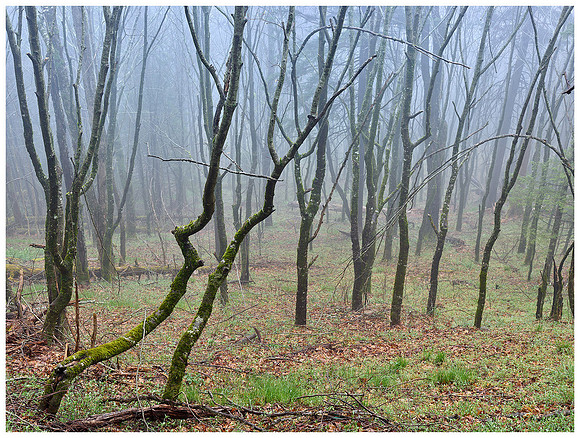 Foggy Hillside, Spring, Great Smoky Mountains NP, Tennessee