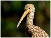 Limpkin in the sun, Winter, Audubon Corkscrew Swamp Sanctuary. Everglades. Near Naples Florida.