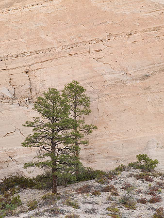 Two Trees and Sandstone Wall