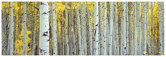 Kebler Pass Aspens, Autumn, Near Crested Butte, Colorado