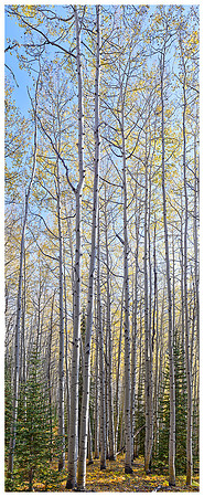 Aspen Trees Vertical Panorama, Autumn, Kebler Pass, Colorado