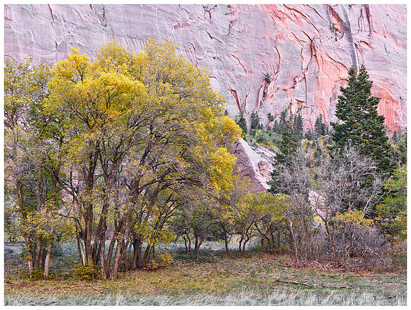 Kolob Canyon Meadow, Autumn, Zion NP, Utah
