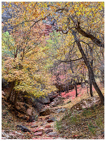 Red, Yellow Maples Path, Autumn, Zion NP, Utah