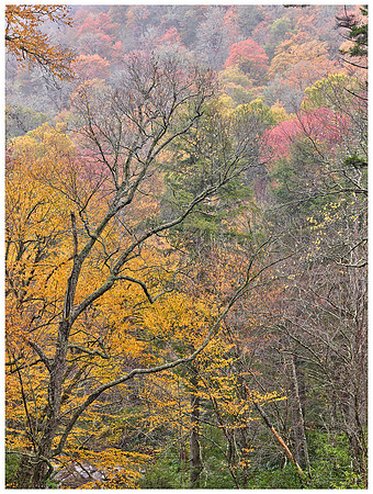 Trees and Fog, Autumn, Great Smoky Mountains NP, Tennessee