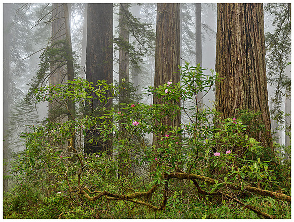Blooming Rhododendrons, Redwoods and Fog, Spring, Del Norte Coast Redwoods SP, California