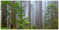 Blooming Rhododendrons and Redwoods Panorama, Spring, Del Norte Coast Redwoods SP, California