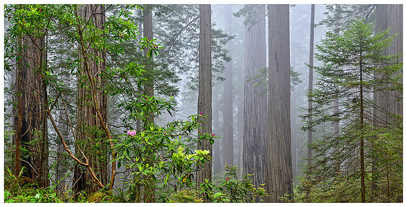 Blooming Rhododendrons and Redwoods Panorama, Spring, Del Norte Coast Redwoods SP, California