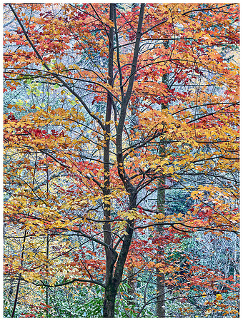 Colorful Maples, Autumn, Great Smoky Mountains NP, Tennessee