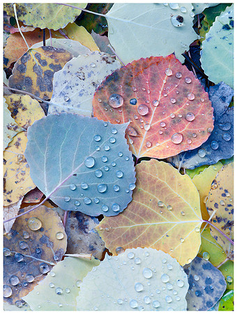 Multicolor Aspen Leaves, Autumn, Near Telluride, Colorado