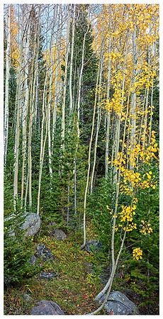 Skinny Aspens, Autumn, Rollins Pass, Colorado