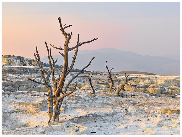 Juniper Trees Mammoth Hot Springs, Summer, Yellowstone NP, Wyoming