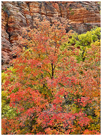 Backlit Red Maples, Autumn, Zion NP, Utah