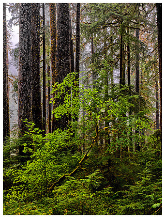 Maple Trees and Fog, Summer, Olympic NP, Washington
