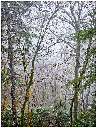Foggy Trees, Spring, Appalachian Trail, Great Smoky Mountains NP, Tennessee
