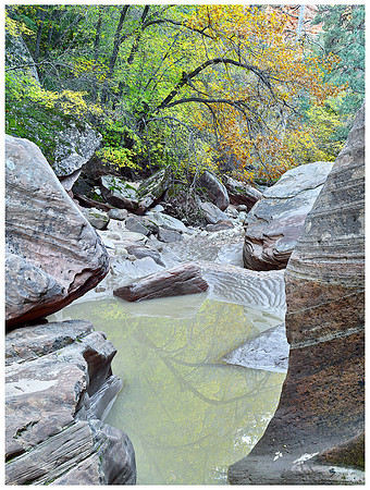 Pond and Oak Trees, Autumn, Zion NP, Utah