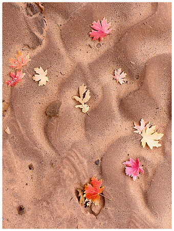 Mud Patterns and Maple Leaves, Autumn, Zion NP, Utah