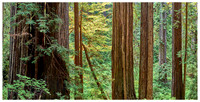 Redwood Forest, Summer,  Prairie Creek Redwoods SP, California