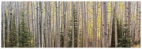 Aspen Trees Panorama, Autumn, Kebler Pass, Colorado