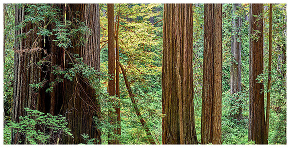 Redwood Forest, Summer,  Prairie Creek Redwoods SP, California