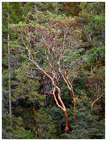 Madrone Trees, Summer, Near Redwoods NP, California