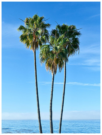 Three Palms, Spring, Laguna Beach, California