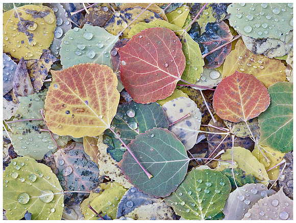Colorful Aspen Leaves, Autumn, Near Telluride, Colorado