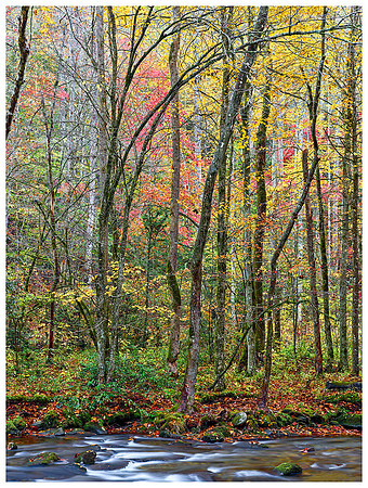 Oconaluftee River and Forest, Autumn, Great Smoky Mountains NP, North Carolina